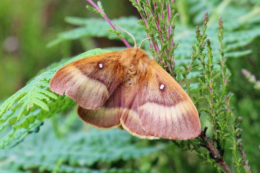 A female Norther Eggar moth seen in June