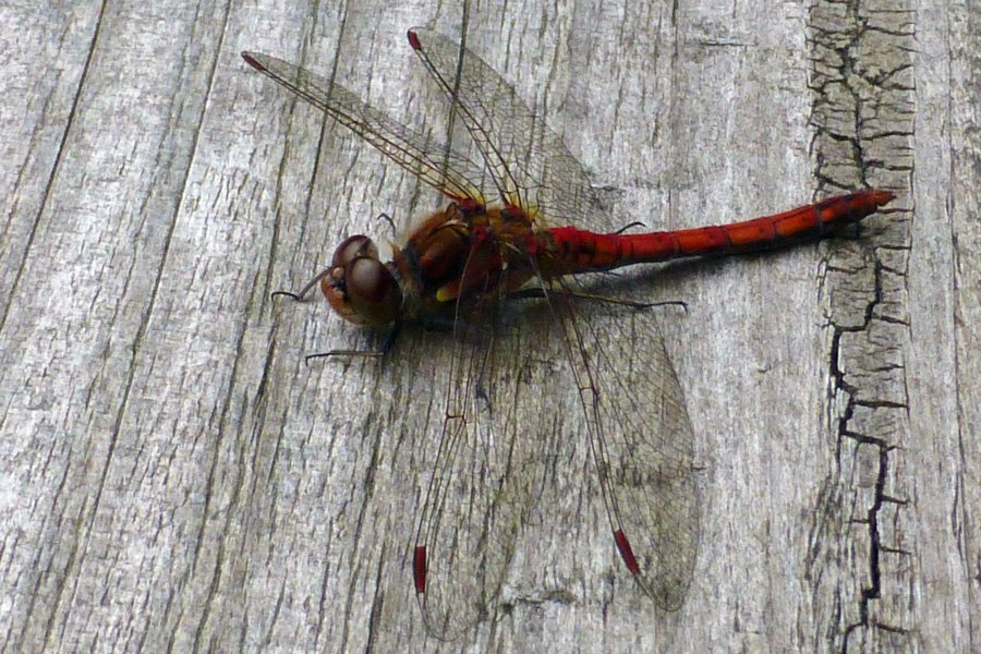 The Alphabet Trail is a great place for dragonfly stalking