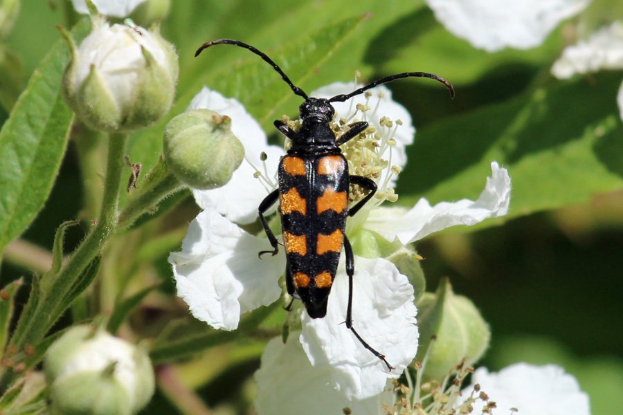 A Longhorn beetle, Leptura quadrifasciata (aka Strangalia quadrifasciata) in June