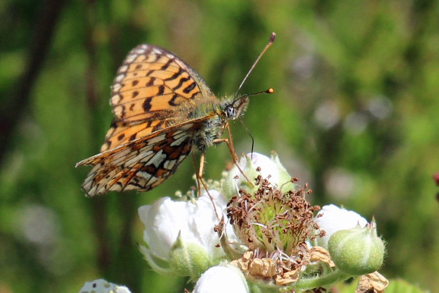 Small Pearl bordered fritillary on The Alphabet Trail