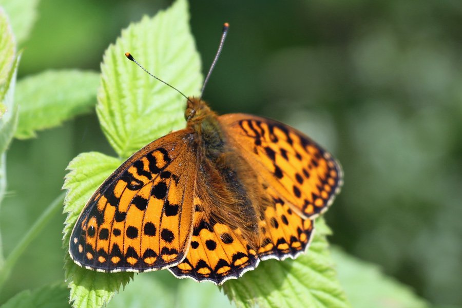 Dark green fritillary on the Alphabet Trail in July