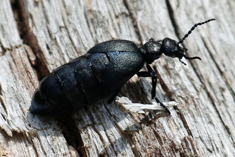 Oil beetle on the Alphabet Trail in July