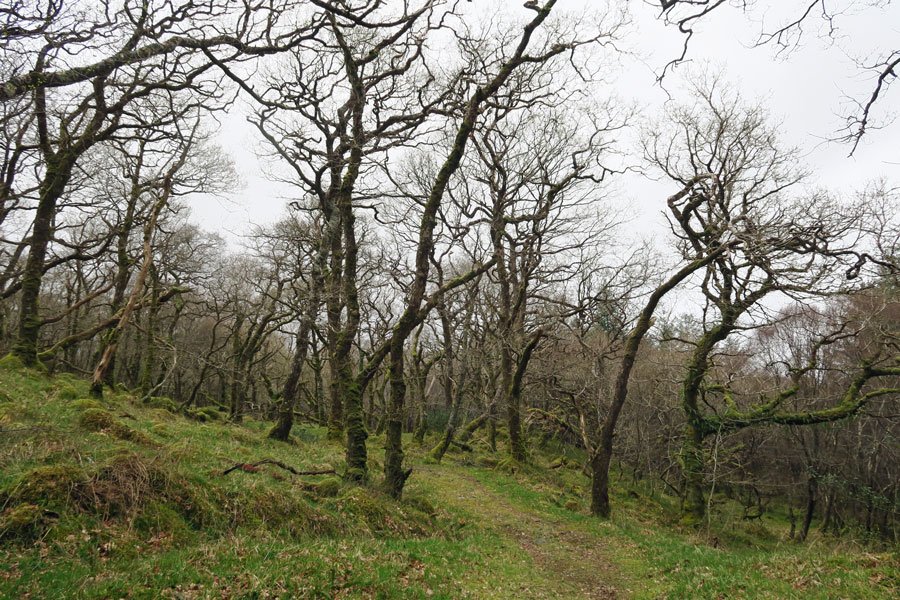 Aoineadh Mor - woodlands in early April