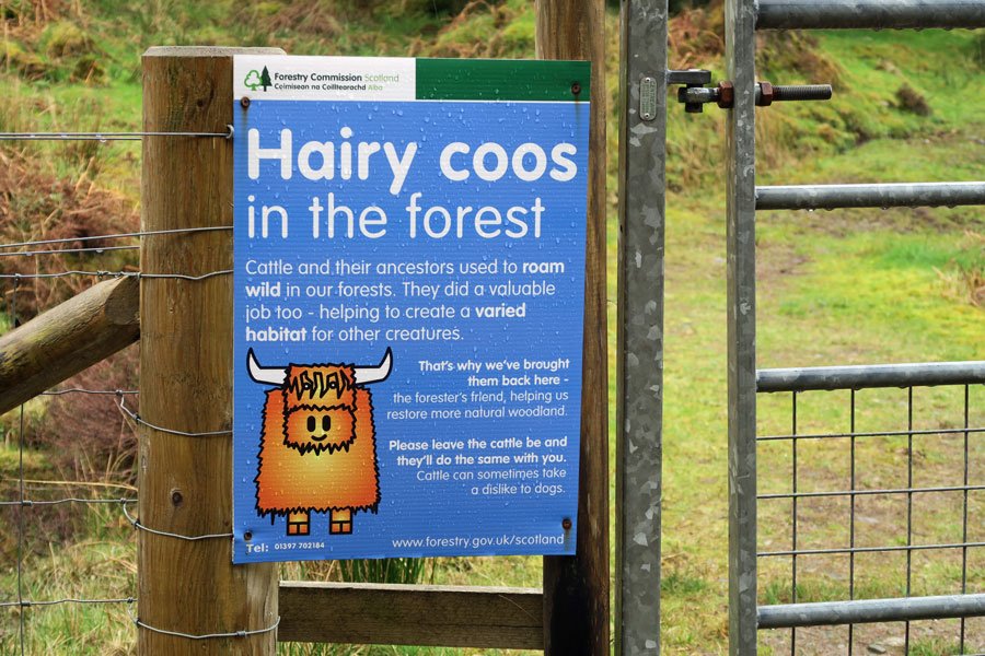 Aoineadh Mor - watch out for Hairy Coos