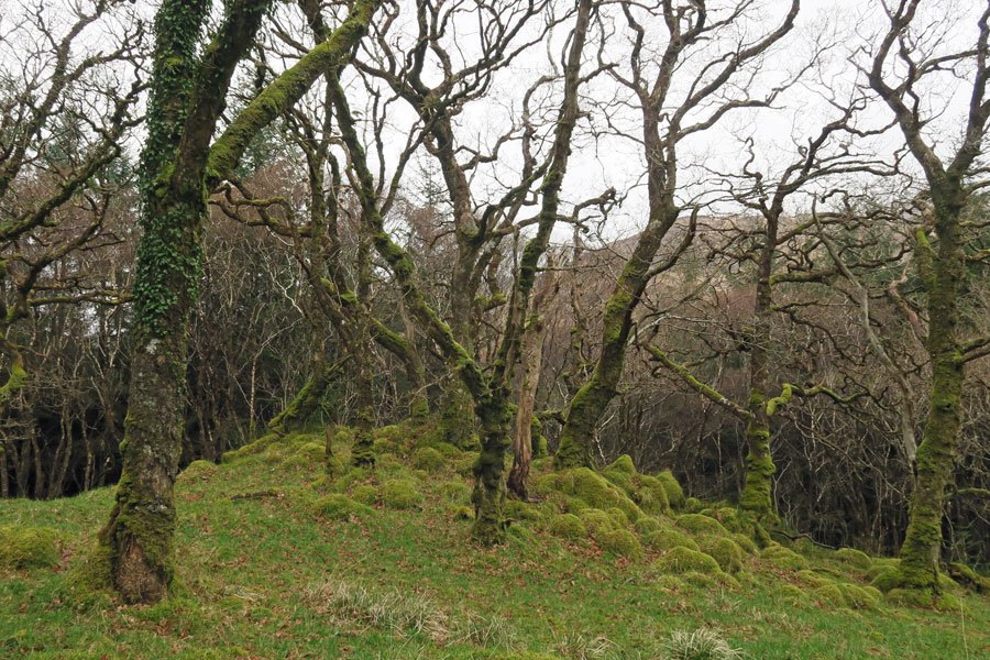 Aoineadh Mor - View to Loch Doire nam Mart in early April