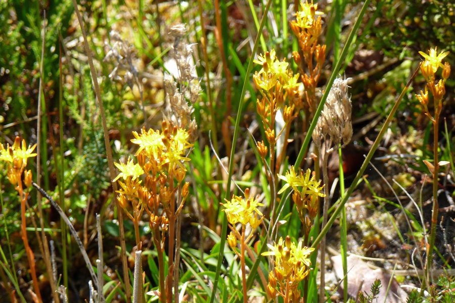 Aoineadh Mor - bog asphodel