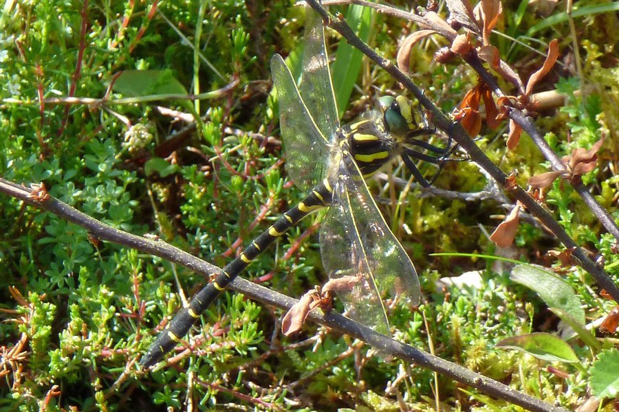 Aoineadh Mor - Golden Ringed Dragonfly