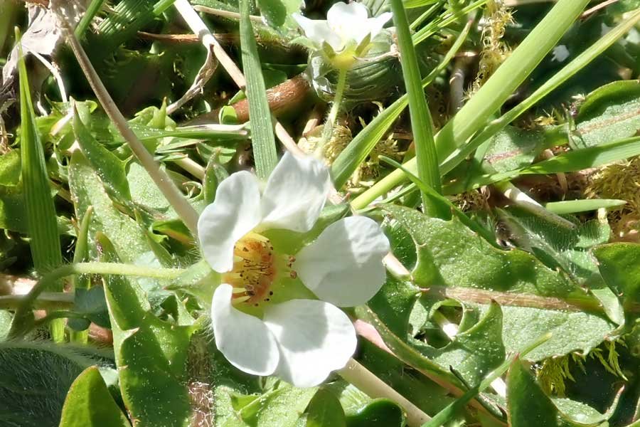 Aoineadh Mor - barren strawberry