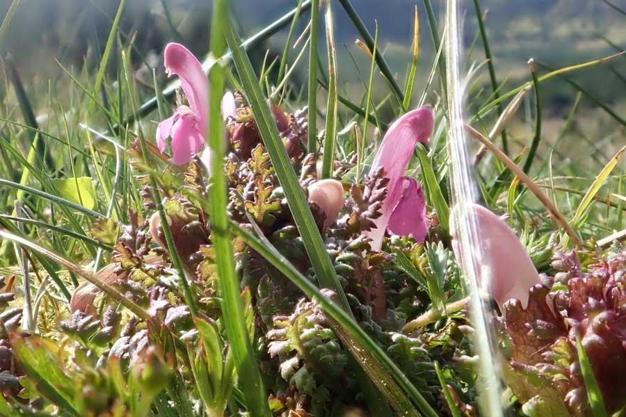 Aoineadh Mor - Lousewort