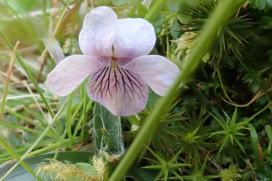 Aoineadh Mor - marsh violet