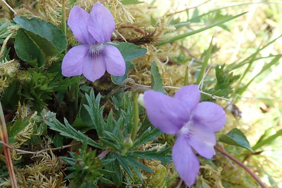 Aoineadh Mor - dog violet
