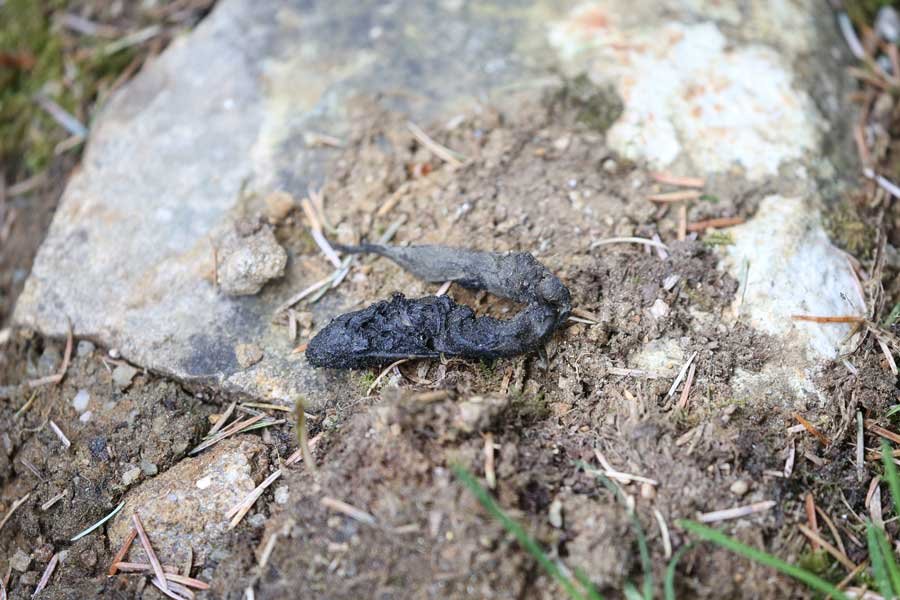 Aoineadh Mor - signs of pine marten