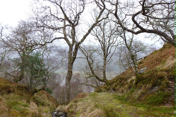 The ancient atlantic woodlands