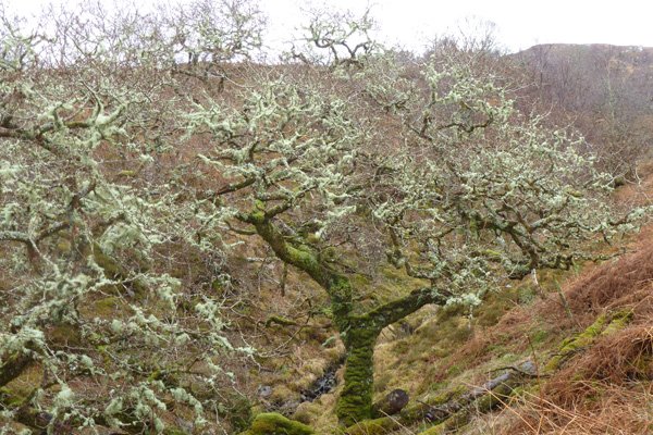 Lichen clad Atlantic Oak