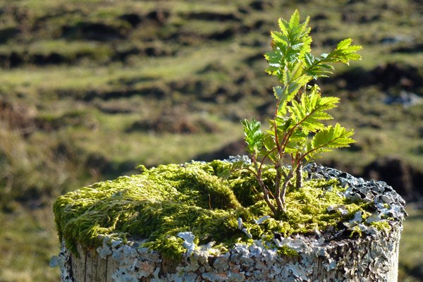 Rowan seedling on an old post