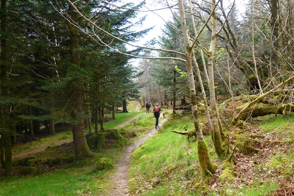 Phemie's woodland has some fine specimen trees