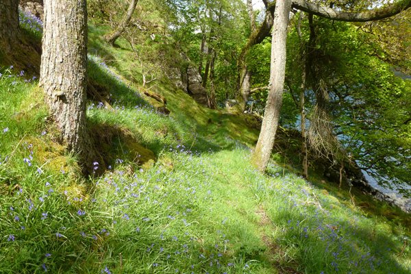Woods behing Ardtornish Castle carpeted with bluebells in May