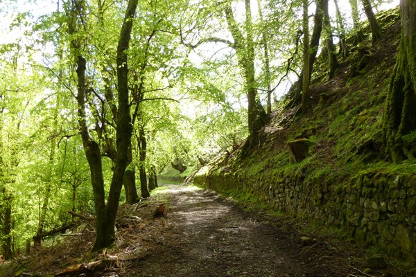 Track through the woods behind Ardtornish Castle