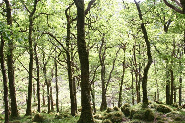Ariundle Oakwoods