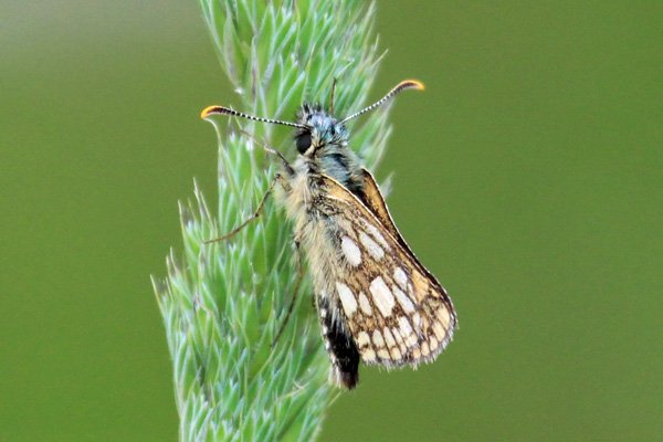 Chequered skipper butterfly by the track from the car park to the woods