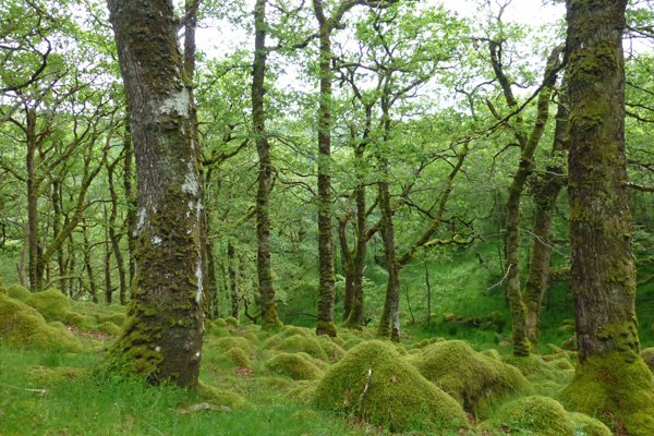 Mossy tussocks amongst the oaks in Ariundle oakwoods