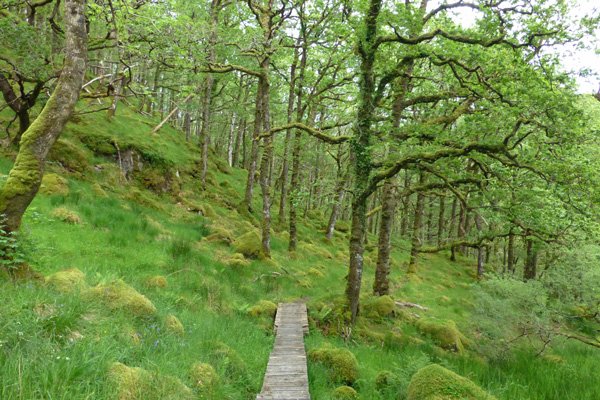 There are numerous little wooden bridges on the little path through Ariundle oakwoods