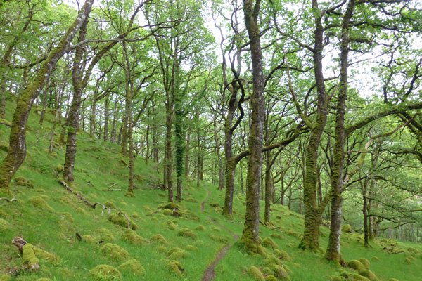The path through Ariundle oakwoods