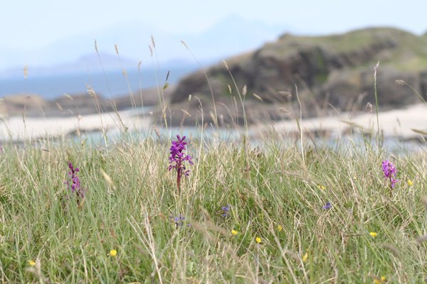 Orchids in the sand dunes behind Bay MacNeil