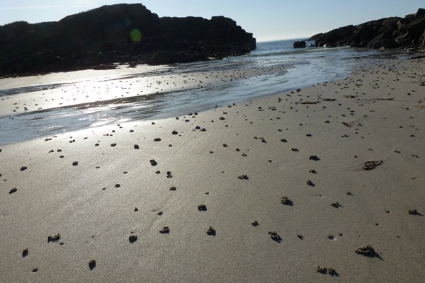 Worm casts at low tide
