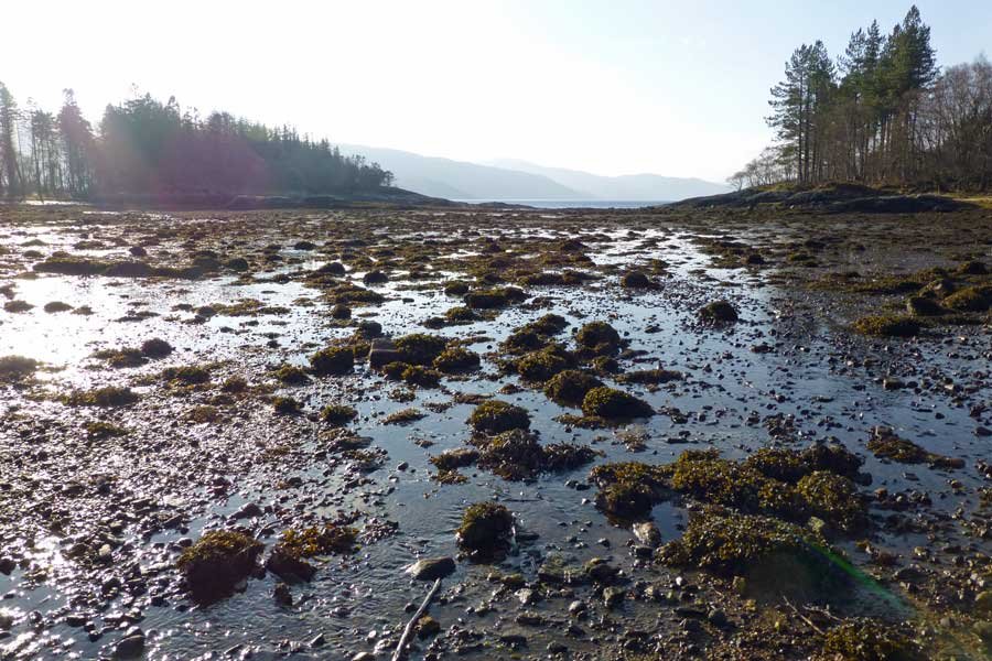 The Bay of Flies