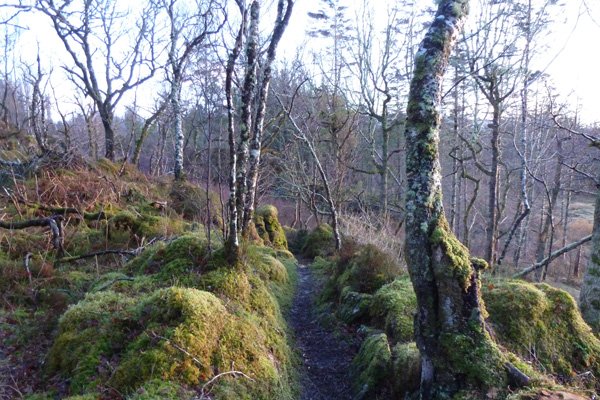 The moss lined foothpath down to The Bay of Flies