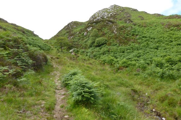 Path leading up by the hawthorn tree