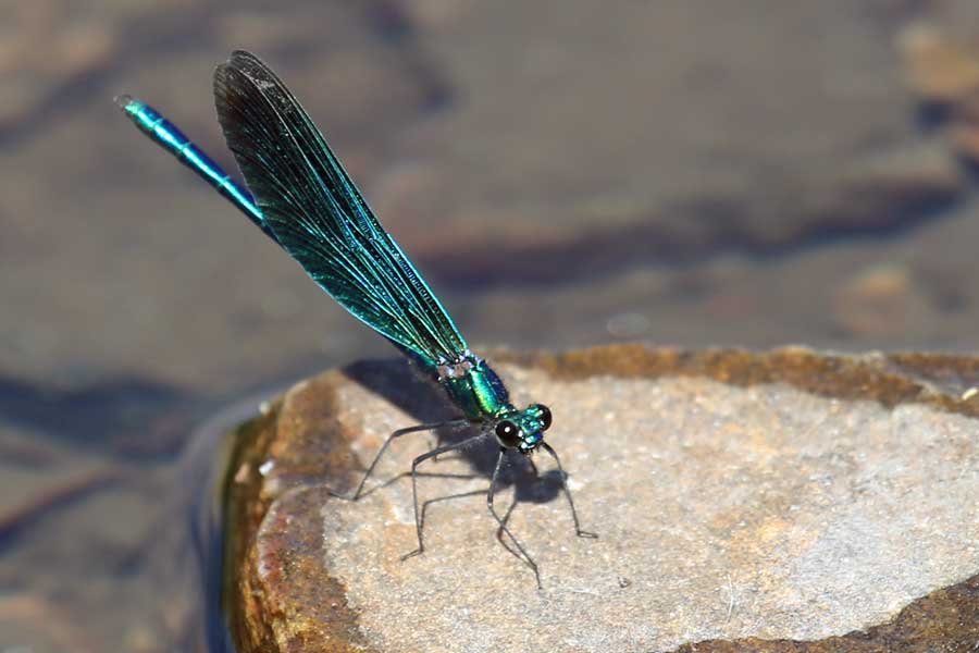 A Beautiful Demoiselle damselfly at Bourblaige