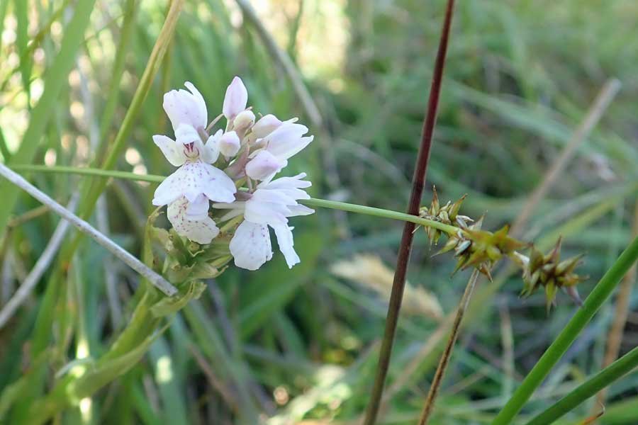 Orchid rich damp pastures at Bourblaige