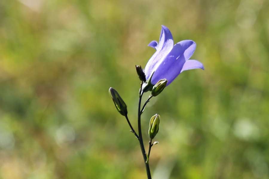 harebells at Bourblaige