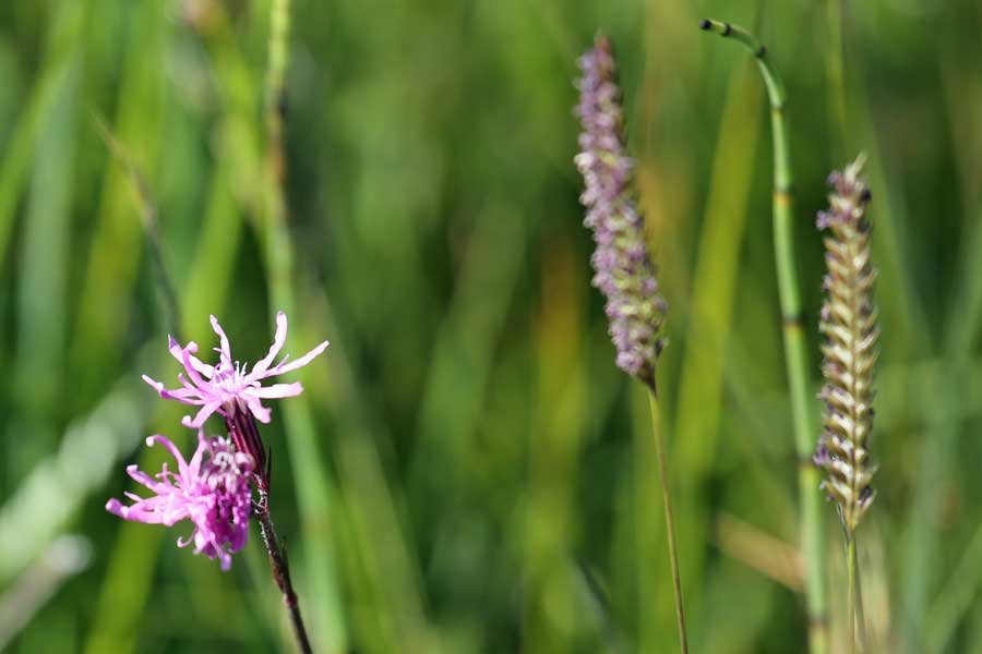 ragged robin at Bourblaige