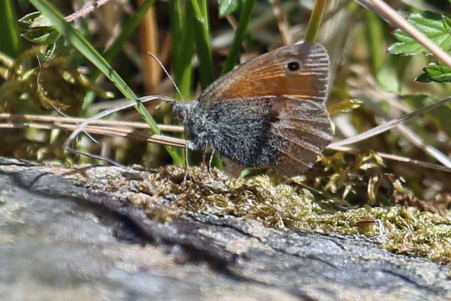 A great spot for butterfly bagging