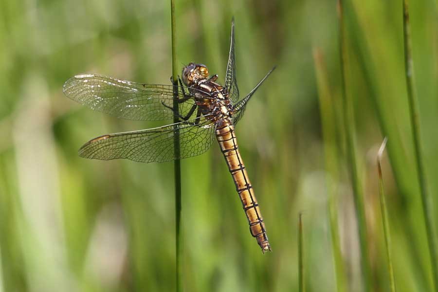 female keeled skimmer dragonfly in the damp grassland at Bourblaige