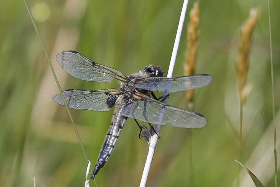 a four spotted chaser dragonfly at Bourblaige