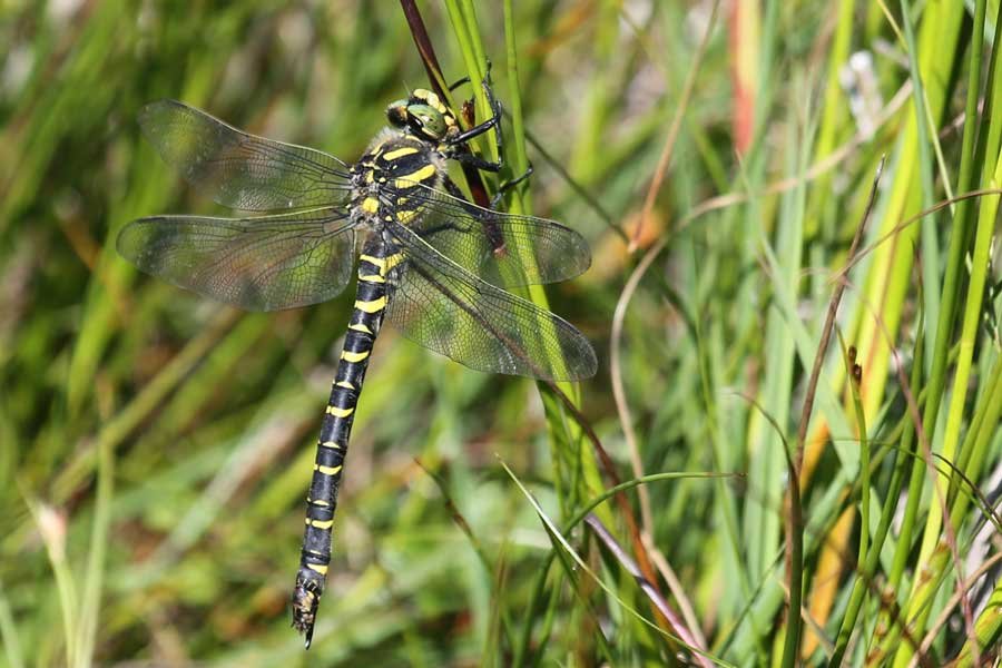golden ringed dragonfly at Bourblaige