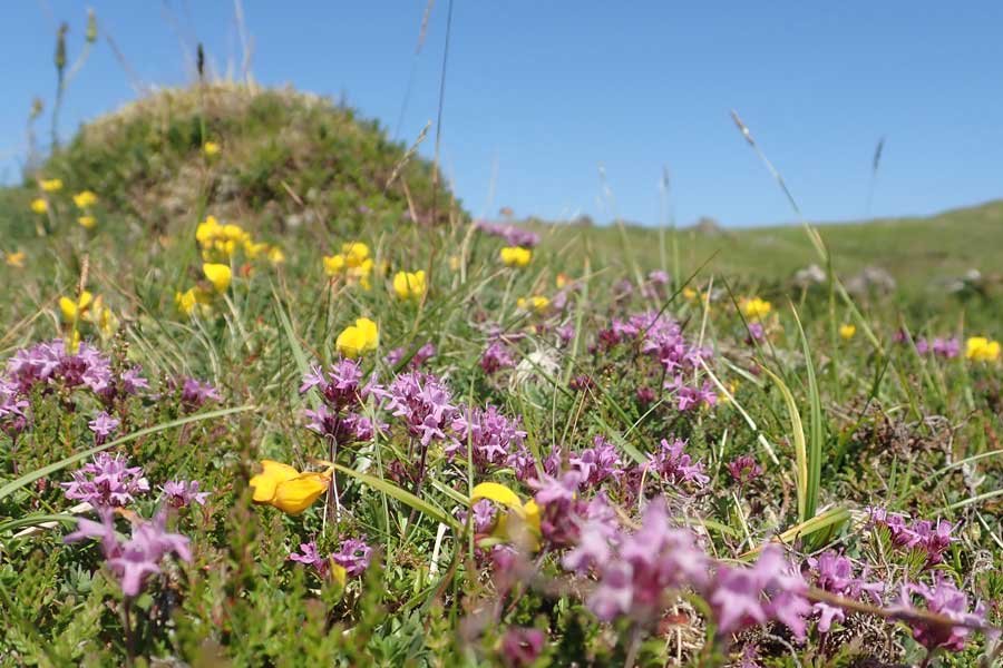 wild thyme on the dryer tussocks at Bourblaige