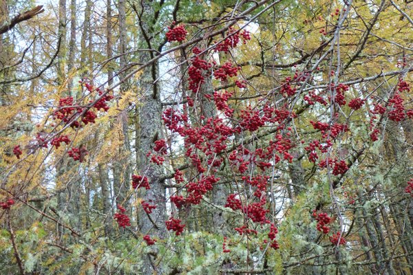 Rowan berries- a good food source for blackbirds, redwings and fieldfares
