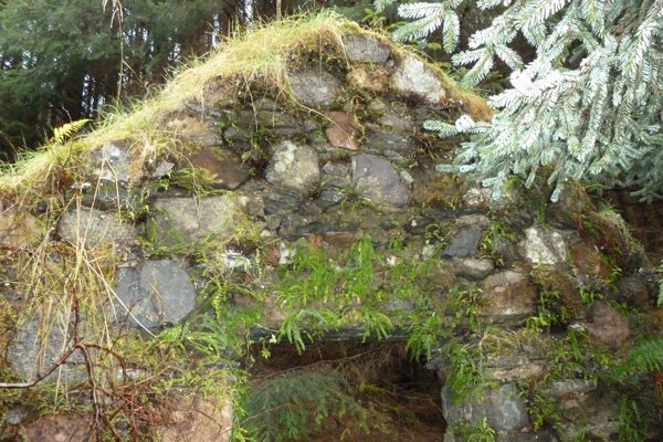One of the deserted houses now home to ferns, mosses and lichens