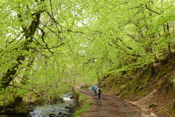 Tree lined track past Brunery Burn