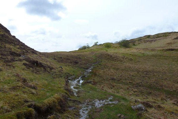 grassy path heading towards the fallen beech tree