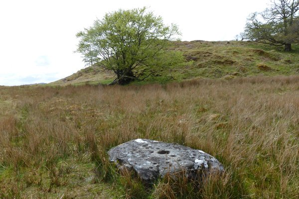 The cup marked stone is near the fallen beach tree