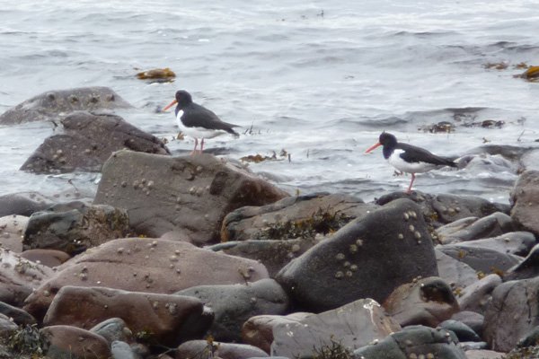 Oyster catchers on the beach