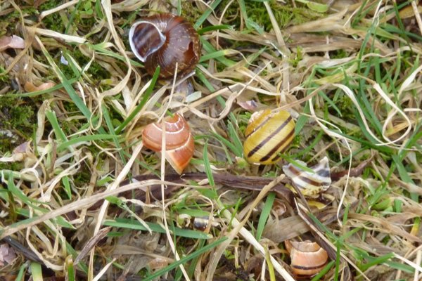 Cepea shells by a thrush's anvil