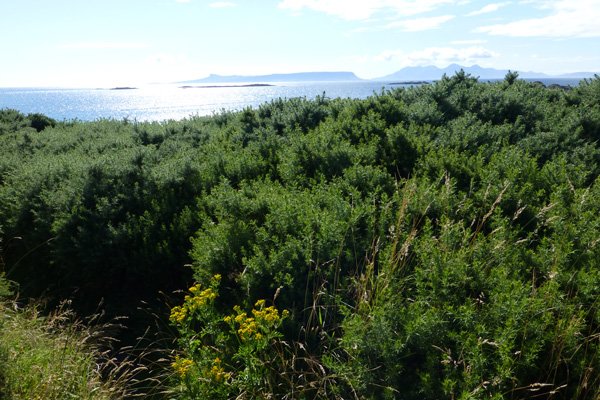 Passing through gorse - watch out for the prickles...