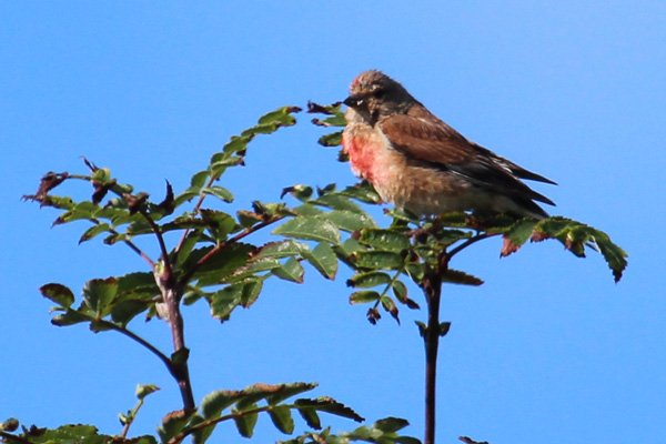 A linnet in the dunes
